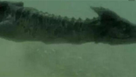 海底惊现12米巨型真龙是真的吗：这究竟是个什么梗？