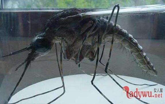 华丽巨蚊：世界上最大的蚊子吃人