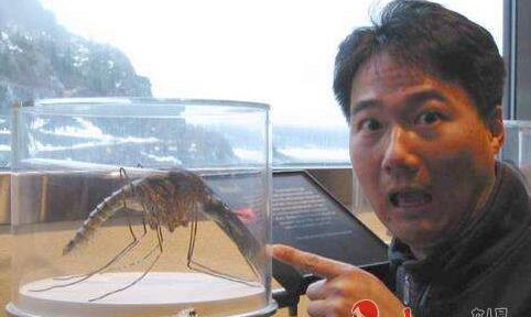 华丽巨蚊：世界上最大的蚊子吃人