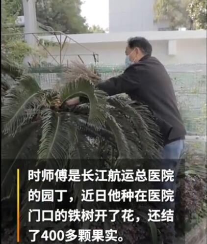 武汉一医院铁树开花结果却被摘走30多颗,园丁师傅瞬间吓坏