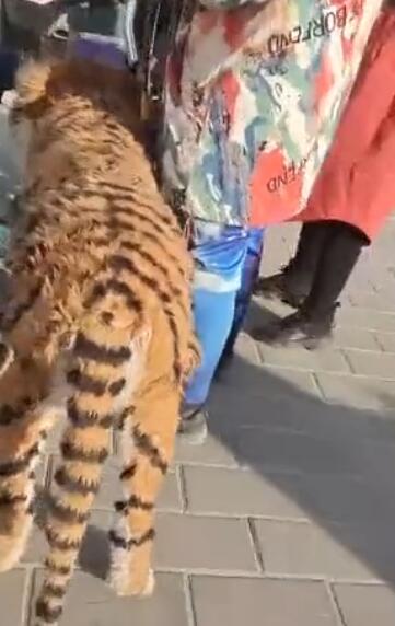 市民称在街头偶遇男子遛老虎,镜头拉近一看瞬间哭笑不得