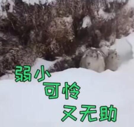 内蒙古赤峰遭罕见强降雪,一夜后牧民出门目睹窒息一幕