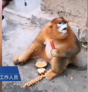 金丝猴在陕西村民家中住一月