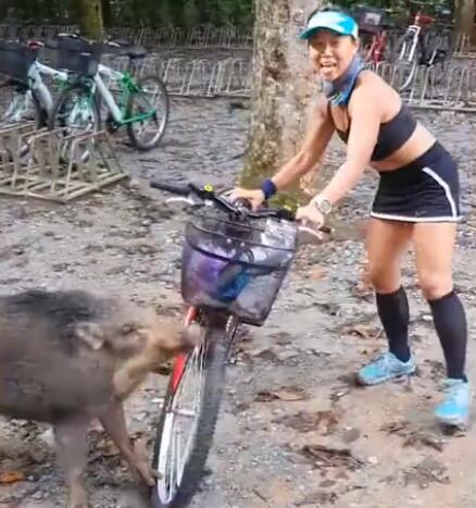 大姐骑单车突遭野猪围堵,随后野猪做出一举动众人哭笑不得