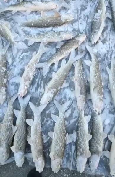 网友拍下东北零下20度鱼市,鱼从水中捞出后瞬间变身