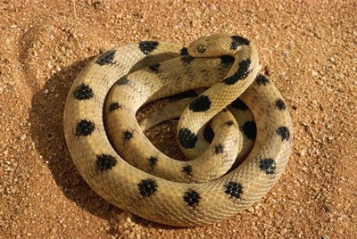 【虎蛇】虎蛇能分泌强大的神经性毒液，它和眼镜蛇、曼巴蛇是近亲，属于眼镜蛇科，生活在澳洲大陆。它们遇到人类通常会逃避，但是当遇到人类威胁时也会采取进攻。