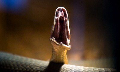 【世界上最快的蛇黑曼巴蛇】黑曼巴蛇也被认为是世界上最危险的蛇种之一。他们长度可达3-4米，极具攻击性。黑曼巴蛇通过它们那可怕的尖牙将毒液注射到猎物体内，它的毒液毒性极强。