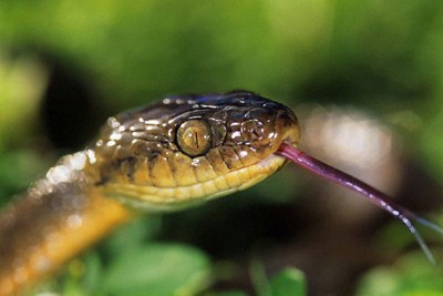 黑曼巴蛇极具攻击性 世界上最危险的20种蛇