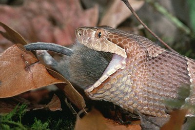 【铜头蝮蛇】铜头蝮蛇是南美蝰蛇科的一员，它们行动敏捷、善于伪装，受到骚扰会毫不犹豫的攻击。这种蛇在其所在的国家有叮咬记录。