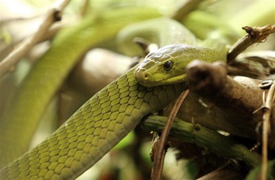 【绿曼巴】绿曼巴蛇生活在丛林中，它的毒性和黑曼巴相仿。绿曼巴的毒液同时对神经系统和心脏产生作用，和黑曼巴相比，它们的攻击性要弱一些。