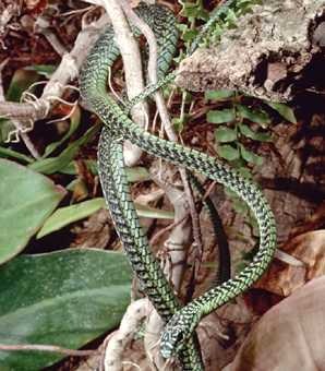 【比眼镜蛇更致命非洲树蛇】非洲树蛇的毒性比眼镜蛇更强，然而只有当人们触摸到它时他才会攻击人类。这种树栖蛇种生活在非洲南部的丛林中，平均长度约为1.5米。