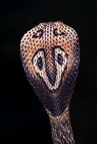 黑曼巴蛇极具攻击性 世界上最危险的20种蛇