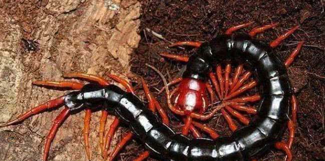 世界上十大最毒蜈蚣排名，我国的仅排第十