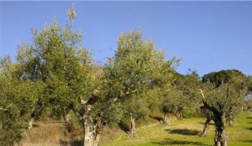 世界上最古老的橄榄树 拥有1658年的高龄(可追溯到公元362年)