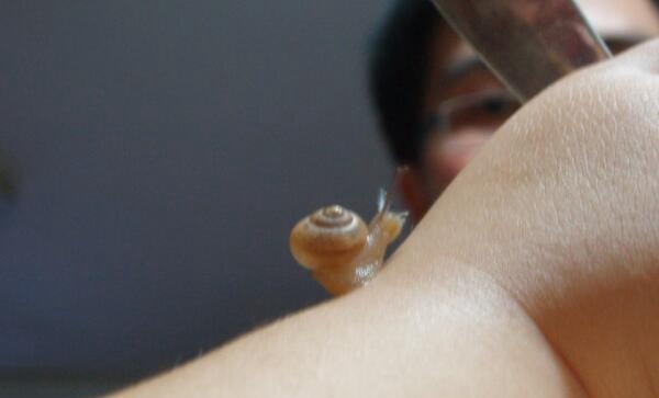 蜗牛爬皮肤上有毒吗？无毒蜗牛粘液可起美容作用
