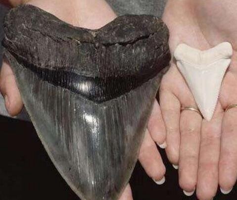 史前巨齿鲨生死谜 体长30米以鲸鱼为食或未灭绝