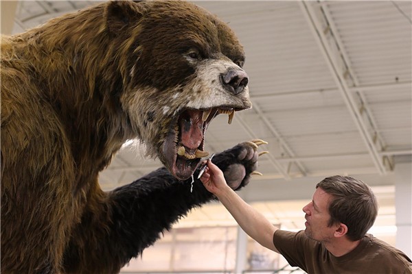 巨型短面熊的对手是谁？ 巨型短面熊和美洲拟狮谁？厉害