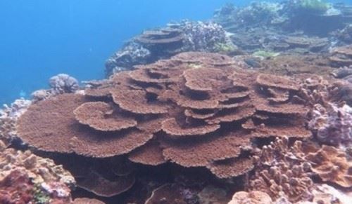 为什么？要保护珊瑚礁？珊瑚礁消失的10大原因揭秘