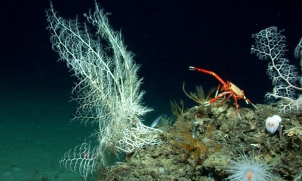 为什么？要保护珊瑚礁？珊瑚礁消失的10大原因揭秘