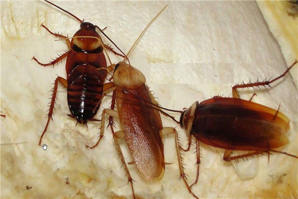 家里放一物绝对没蟑螂 科学灭除蟑螂的方法？有哪些