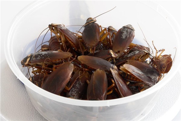 家里放一物绝对没蟑螂 科学灭除蟑螂的方法？有哪些