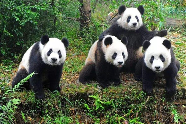 大熊猫和恐龙是一个时代的吗？大熊猫的先祖是什么？样子