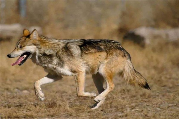 世界上最小的狼 阿拉伯狼肩膀达1米高身长78cm