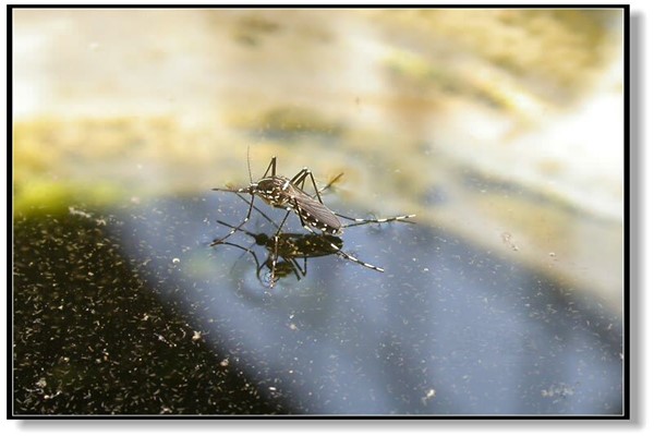 世界上最小的蚊子 墨蚊体长只有1毫米左右不易察觉