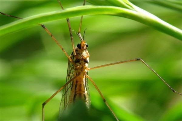 世界上最小的蚊子 墨蚊体长只有1毫米左右不易察觉