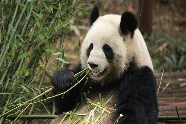 食铁兽是哪种动物 大熊猫为什么？会被称为食铁兽