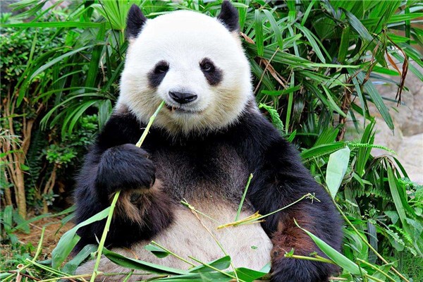 食铁兽是哪种动物 大熊猫为什么？会被称为食铁兽