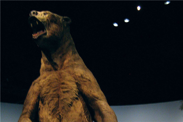 揭秘3400斤史上最大的熊 短面熊是什么？熊长什么？样子