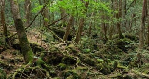 日本自杀森林 青木原树海一年搜出近百具尸体(死法多样化)