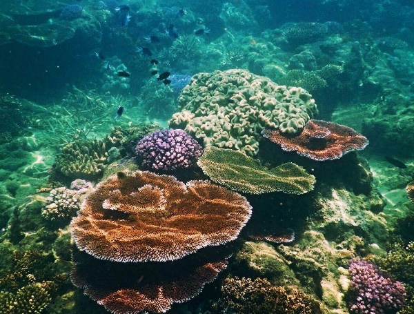 世界上最大的珊瑚礁群 澳大利亚大堡礁经历生死考验最多