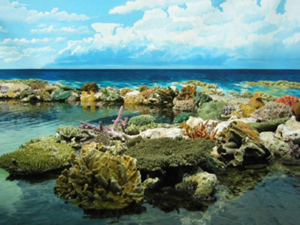 世界上最大的珊瑚礁群 澳大利亚大堡礁经历生死考验最多