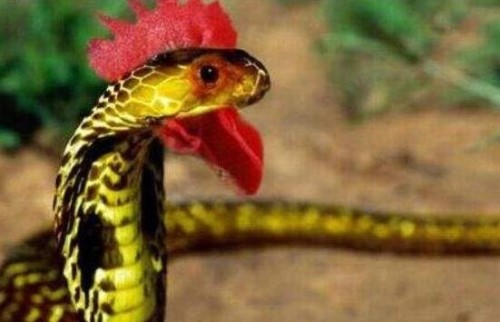 鸡冠蛇真的存在吗？神话中的蛇精/虎斑颈槽蛇