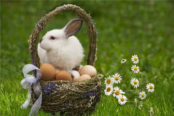 复活节兔子为什么？恐怖 兔子蛋上涂上血的颜色看着恐怖