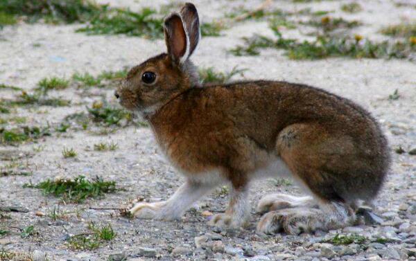 白靴兔 世界上最会变色的兔子夏天褐色冬天变白色
