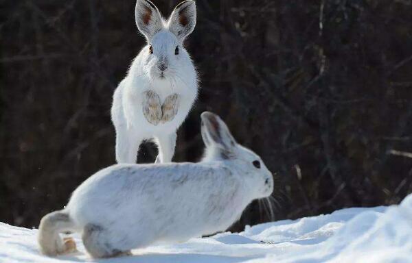 白靴兔 世界上最会变色的兔子夏天褐色冬天变白色