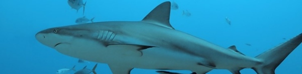 鲨鱼攻击事件哪里最多？鲨鱼攻击的十大可怕之处