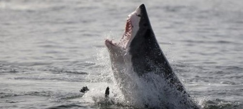鲨鱼攻击事件哪里最多？鲨鱼攻击的十大可怕之处