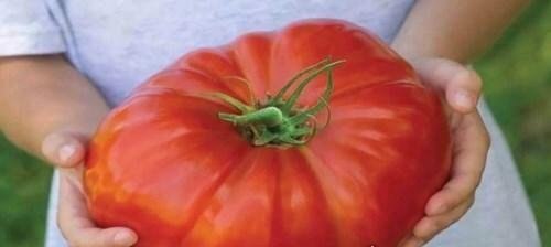 世界上最大的西红柿 重达8斤的超大番茄打破世界纪录