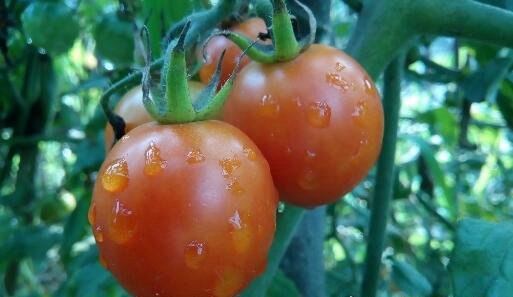 世界上最大的西红柿 重达8斤的超大番茄打破世界纪录
