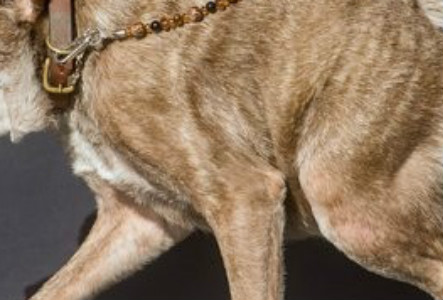 世界上最丑的狗：卡西莫多(图)