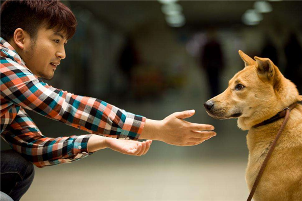 中国关于狗的电影:十大排行榜 这些和狗相关的电影:都看过吗