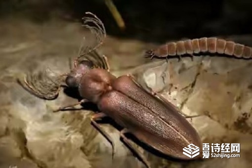 科学家发现1亿年前萤火虫祖先 萤火虫为何会发光