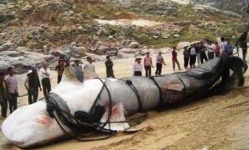 15米巨型哲罗鲑图片 纯属传闻实为新疆的大红鱼