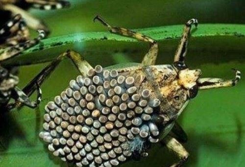 世界上最凶残的昆虫田鳖 专咬人脚趾头能使人体融化