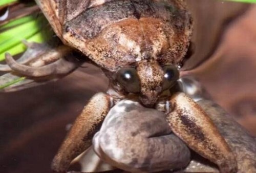 世界上最凶残的昆虫田鳖 专咬人脚趾头能使人体融化