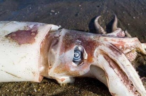 科学揭秘巨型鱿鱼之谜 巨型鱿鱼眼睛如篮球一样大8米长